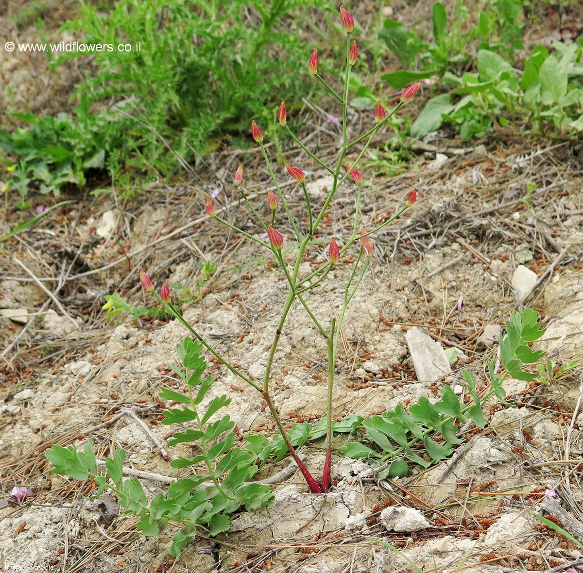 Bongardia chrysogonum